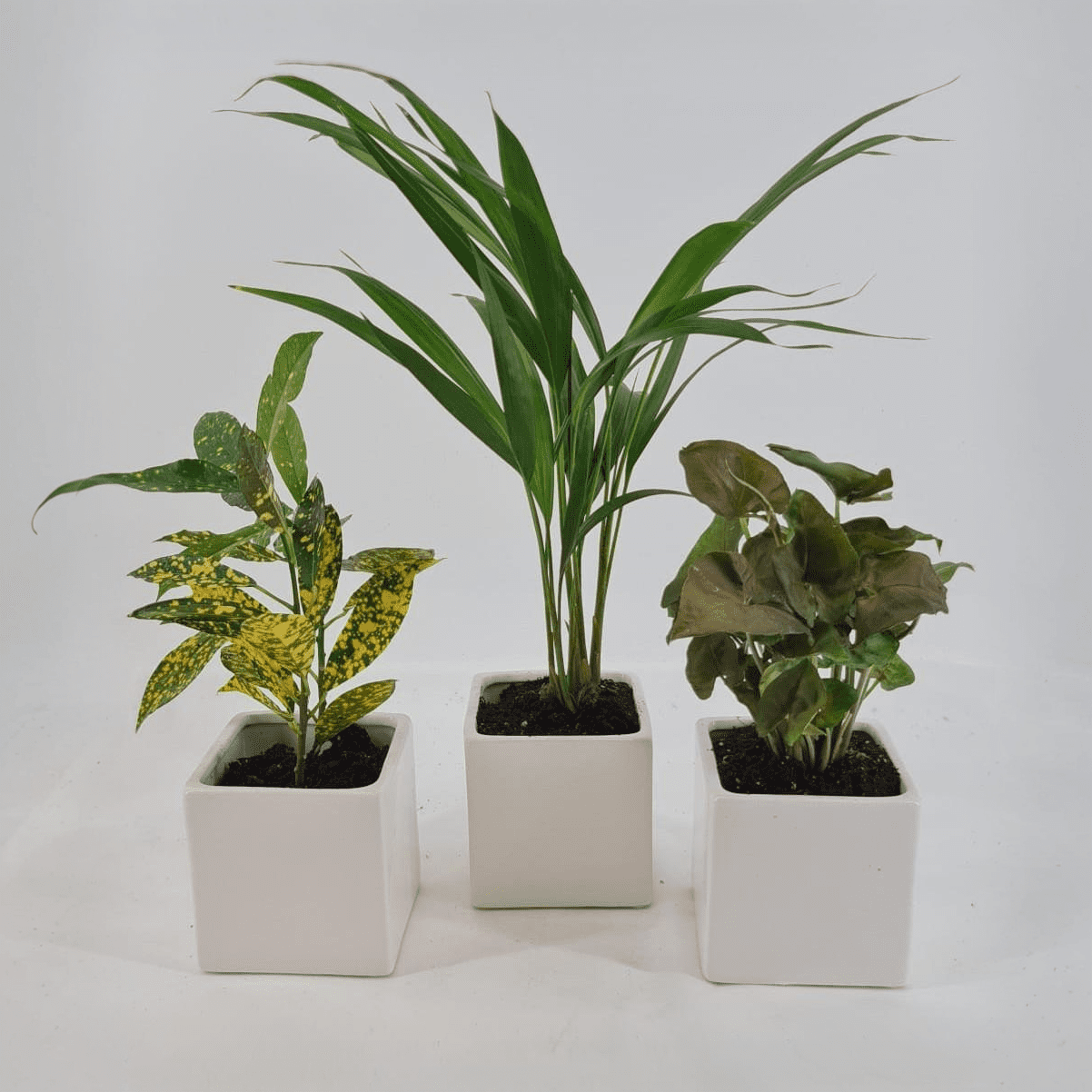 WhatsApp Image 2025-10-19 at 13.10.42_09563514