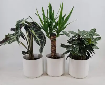 WhatsApp Image 2025 10 19 at 13.40.19 e0da0dbc