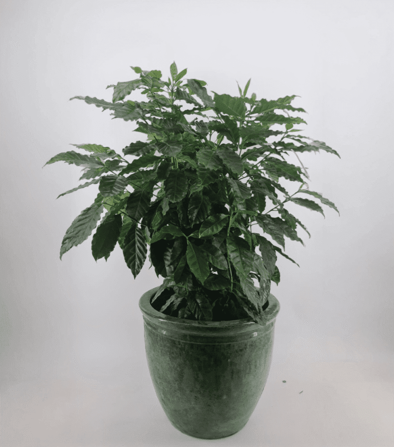 Coffee Plant Chuckles