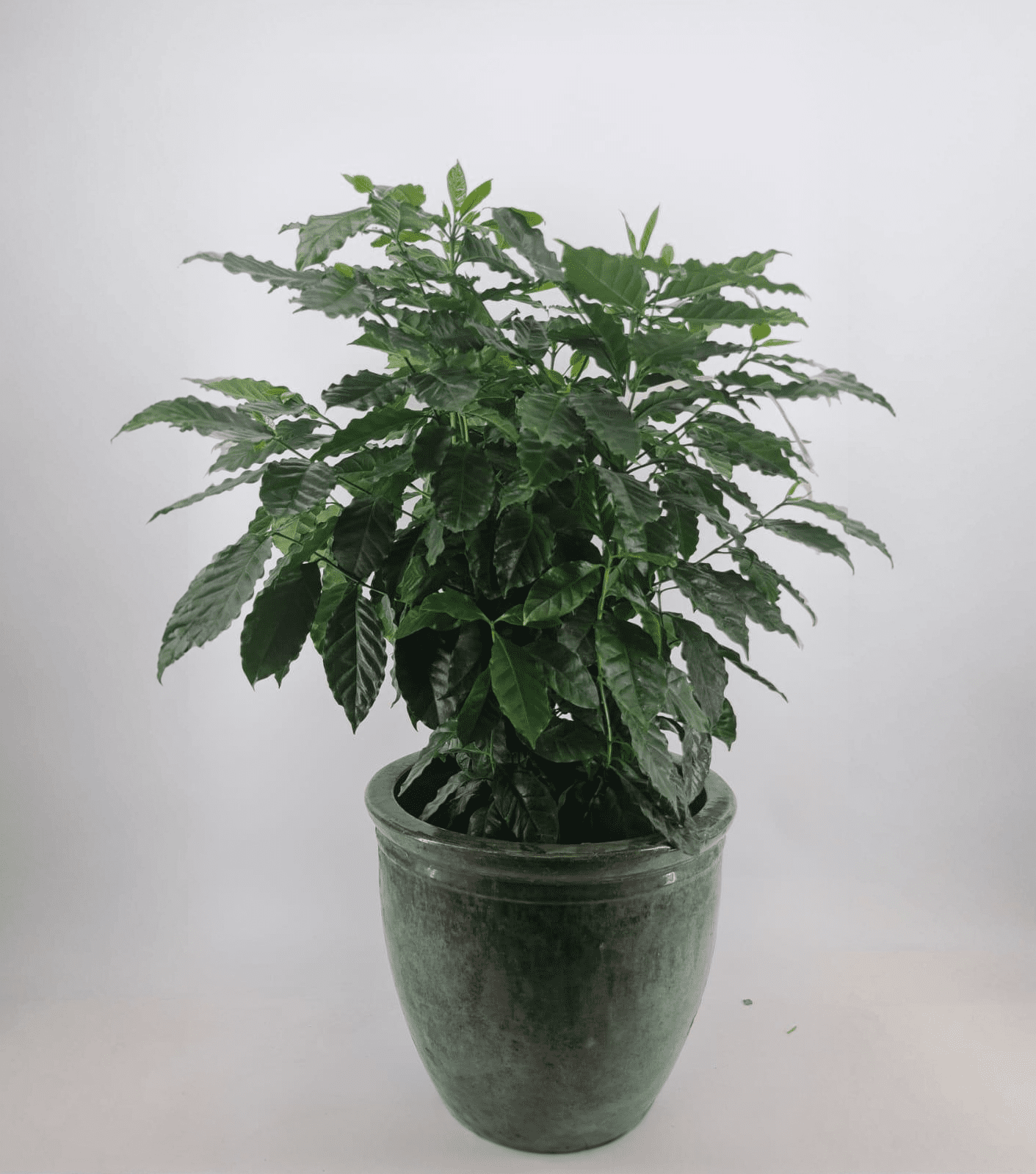 cofee plant
