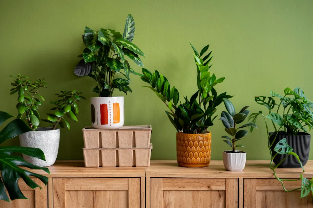 house plant arrangements