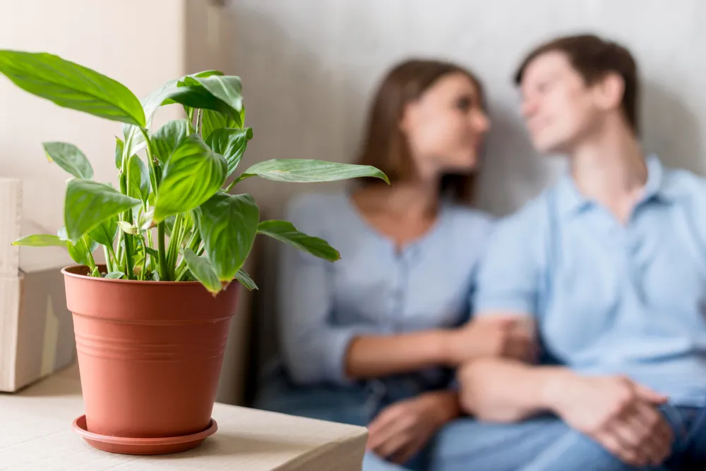 housewarming plants