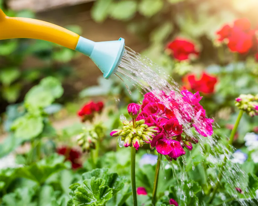 how to take care of flowers