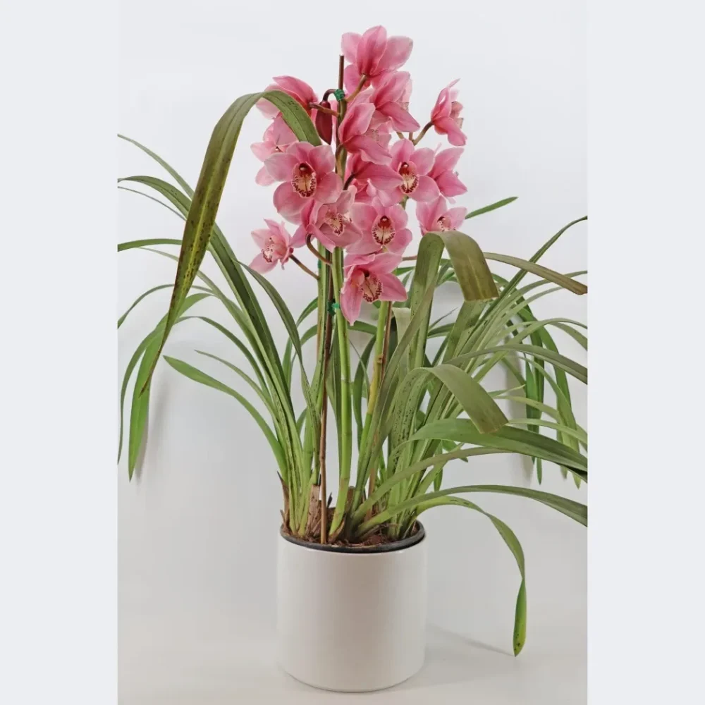 Cymbidium Charm: Orchid Bliss