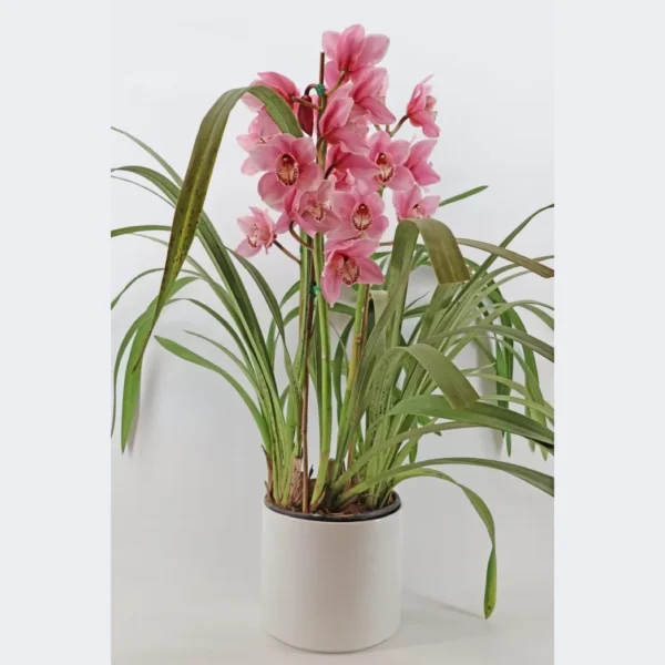 Cymbidium Orchid