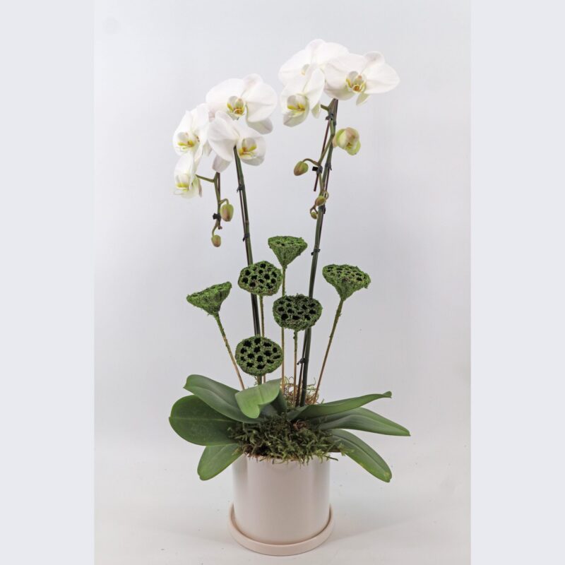 White Orchid Grace: Pure & Timeless Beauty!