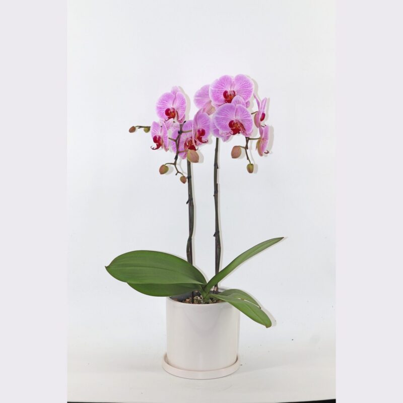 Pink Orchid Magic: A Blooming Beauty