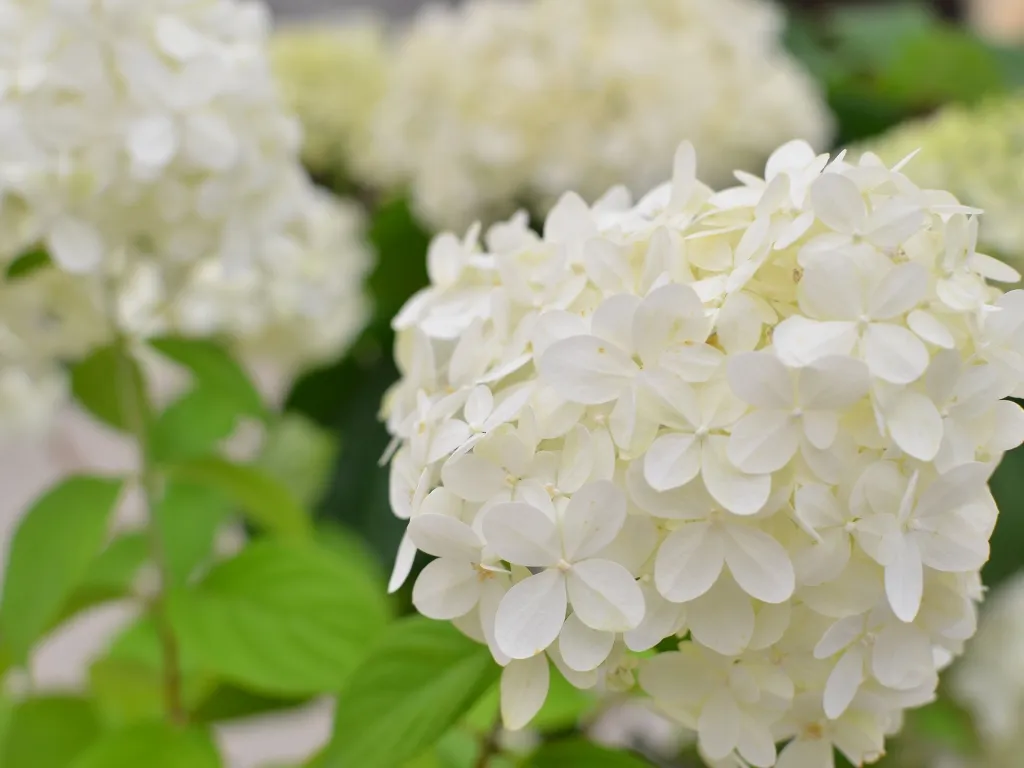 Best-Hydrangea-Varieties-for-Vancouver