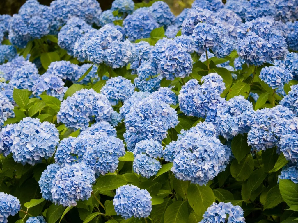 Enjoy Hydrangeas Indoors and Out