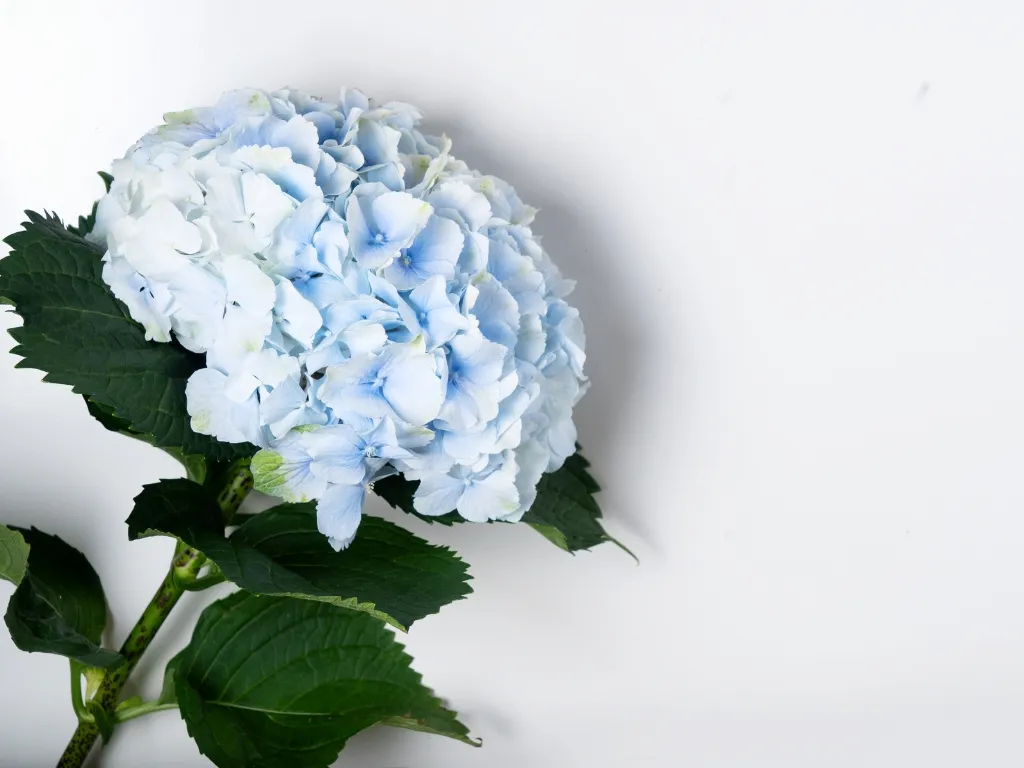 Pro Tip for Stunning Hydrangea Blooms