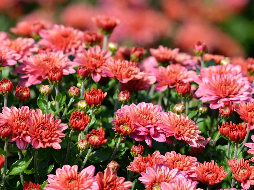 flowers are good for air purification
