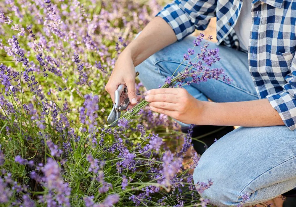 Best lavender variety for beginners