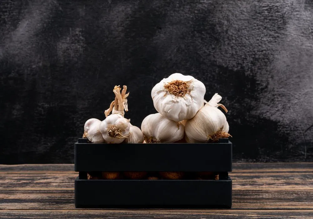 Best time to plant garlic in BC
