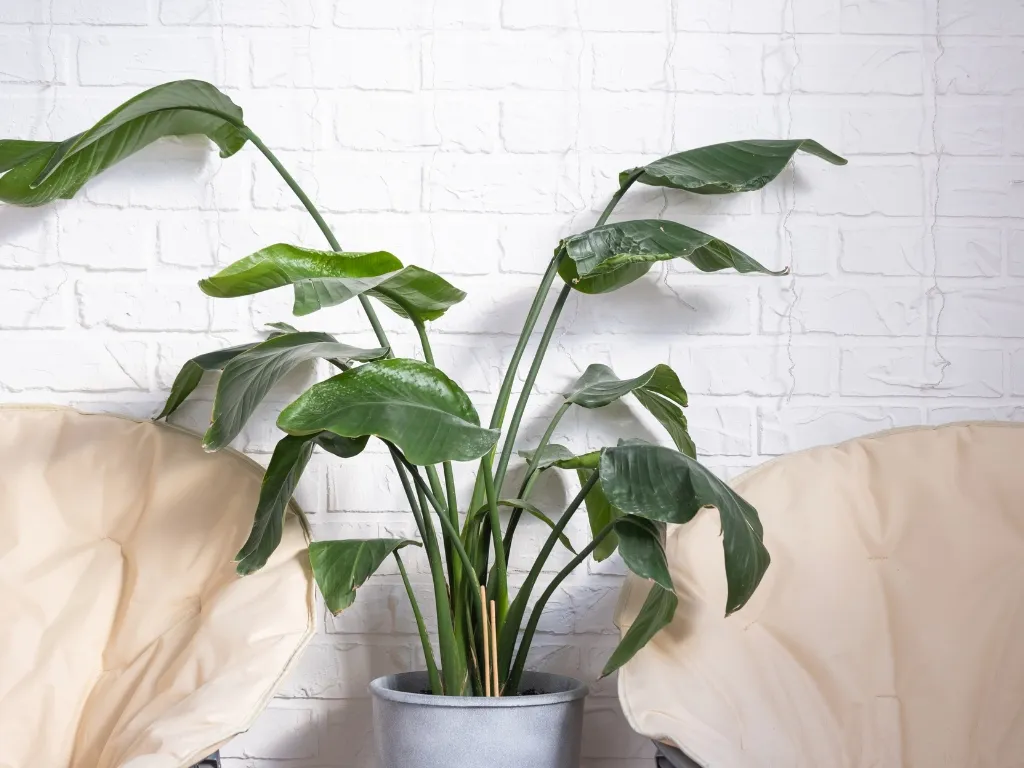 Bird of Paradise (Strelitzia nicolai)