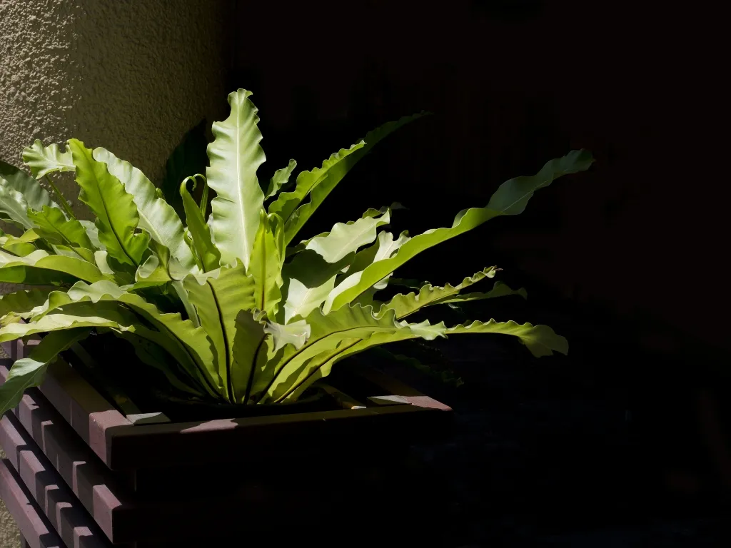Bird's Nest Fern (Asplenium nidus)