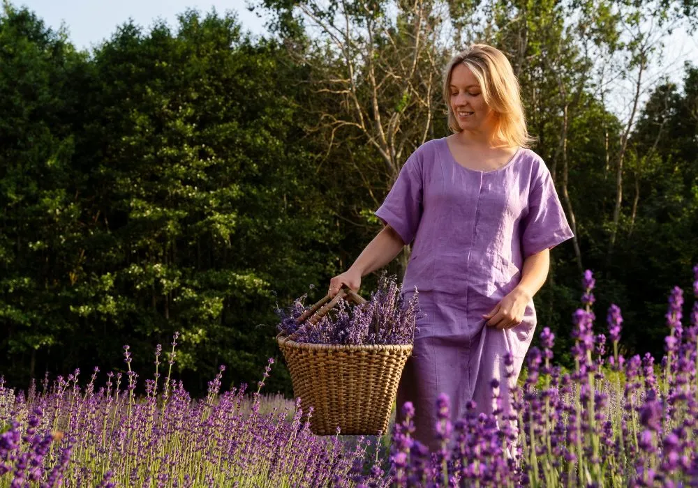 Buy lavender plants online