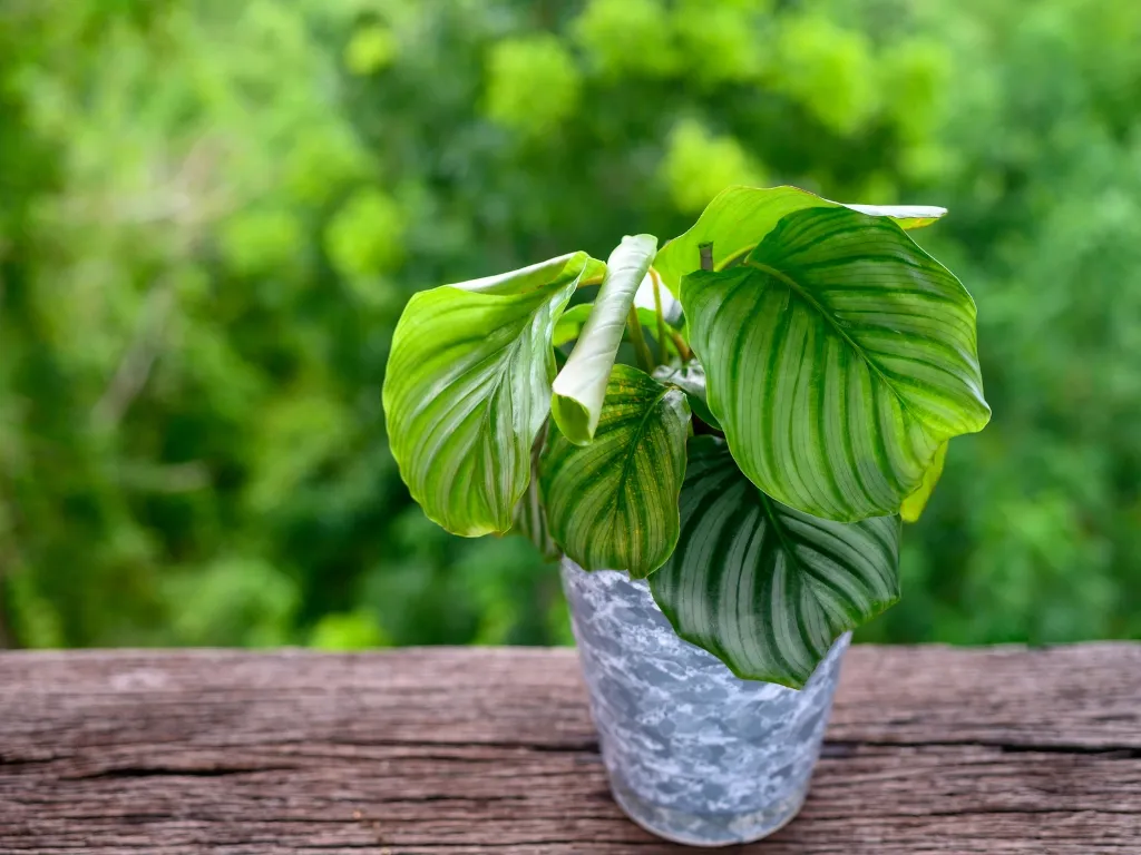Calathea Orbifolia