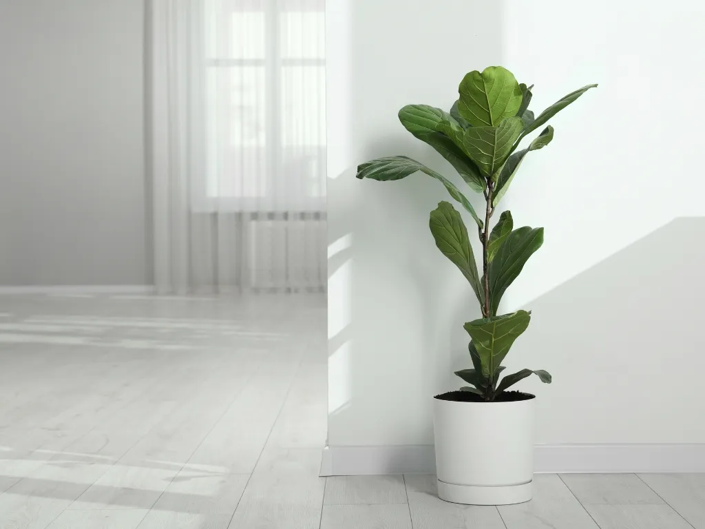 Fiddle Leaf Fig (Ficus lyrata)