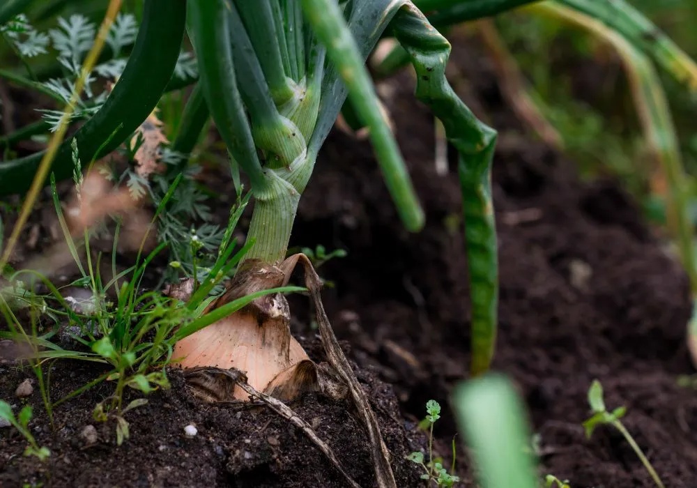 Growing garlic in BC