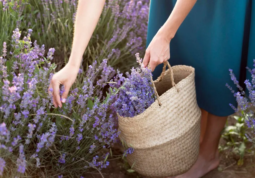 How to choose a healthy lavender plant