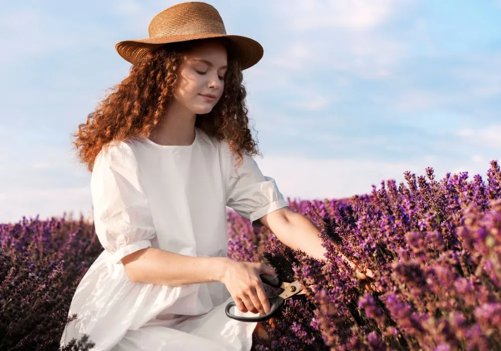 Lavender plants for sale