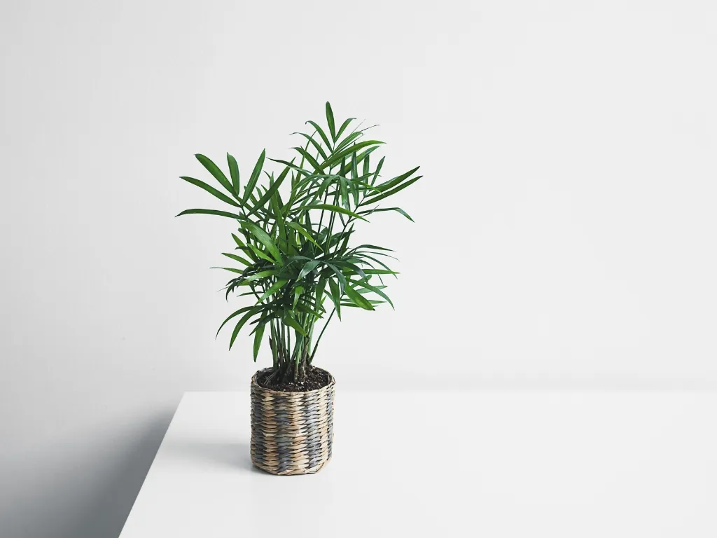 Parlor Palm (Chamaedorea elegans)