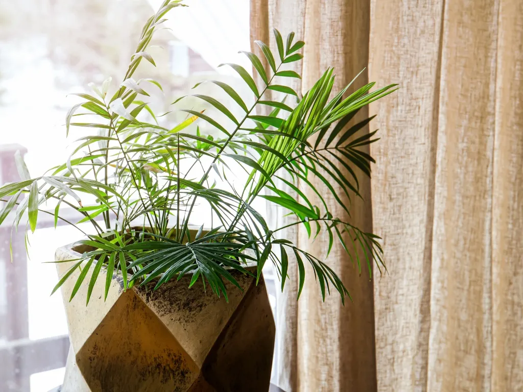 Parlor Palm (Chamaedorea elegans)