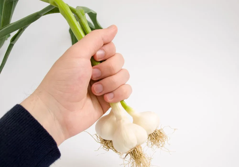Planting garlic British Columbia