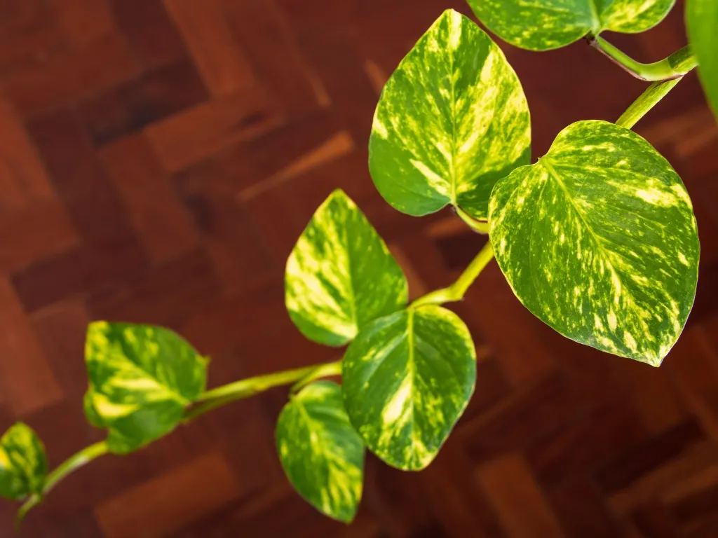 Pothos (Epipremnum aureum)