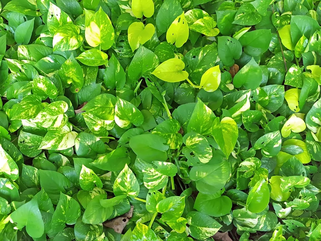 Pothos (Epipremnum aureum)