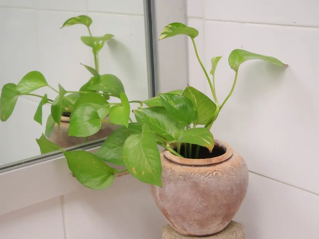 Pothos _ Devilโs Ivy (Epipremnum aureum)