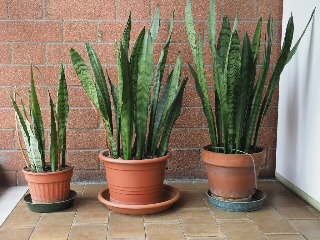Snake Plant (Dracaena trifasciata)