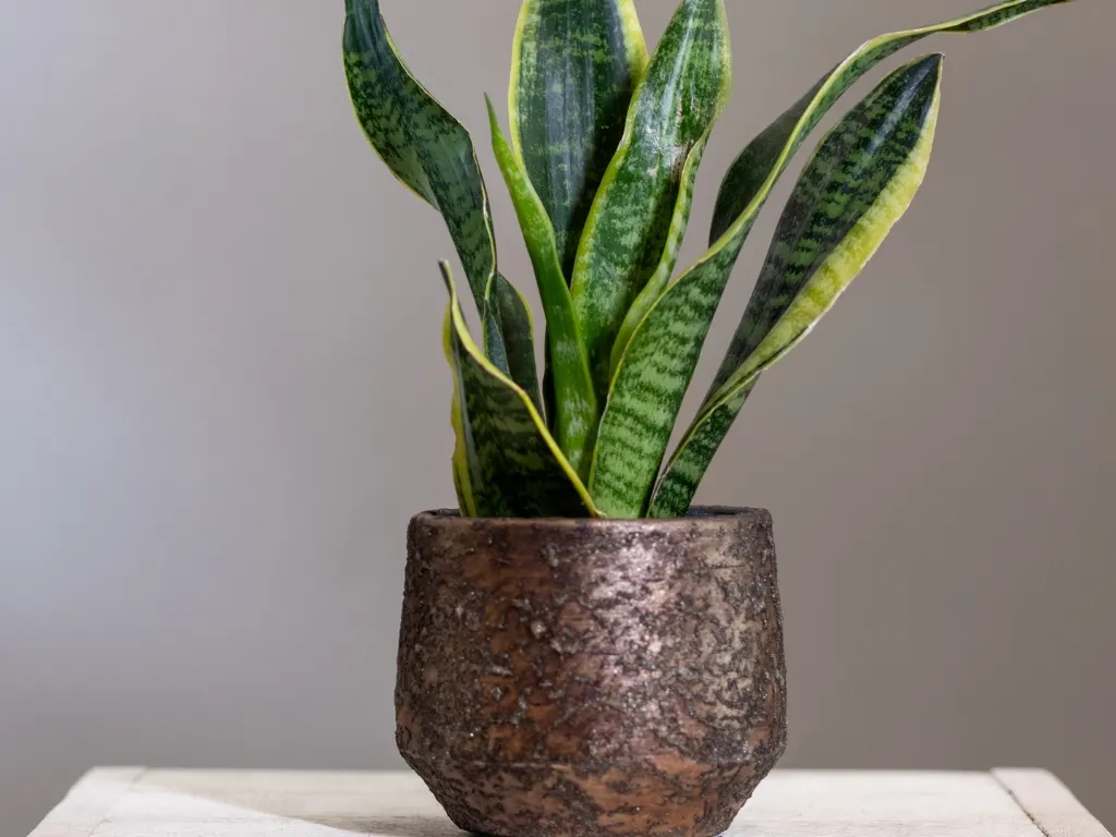 Snake Plant (Dracaena trifasciata)