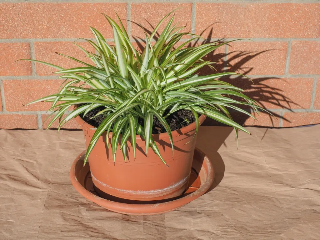 Spider Plant (Chlorophytum comosum)