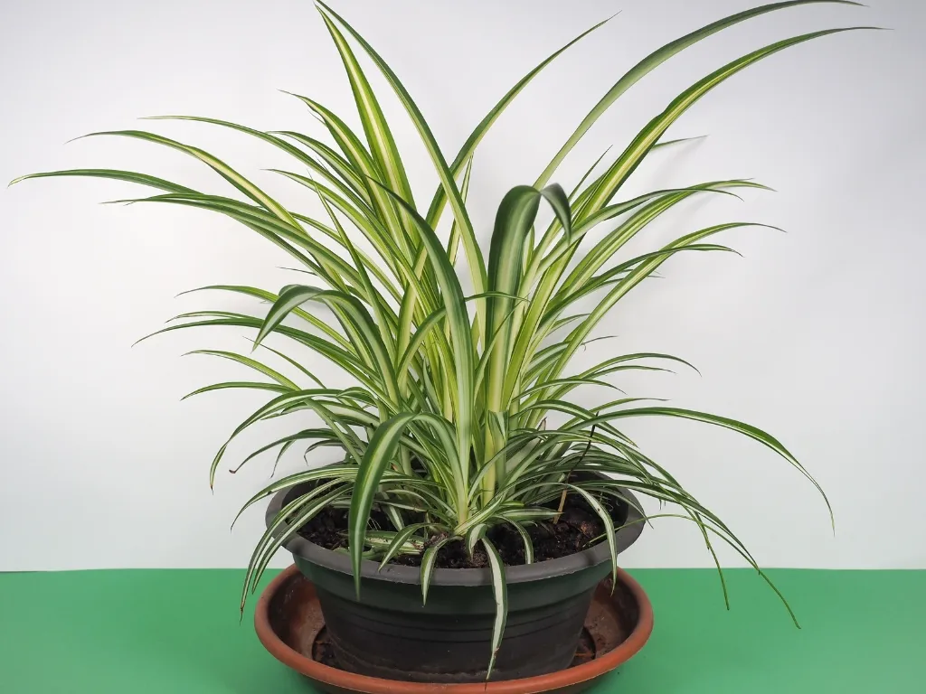 Spider Plant (Chlorophytum comosum)
