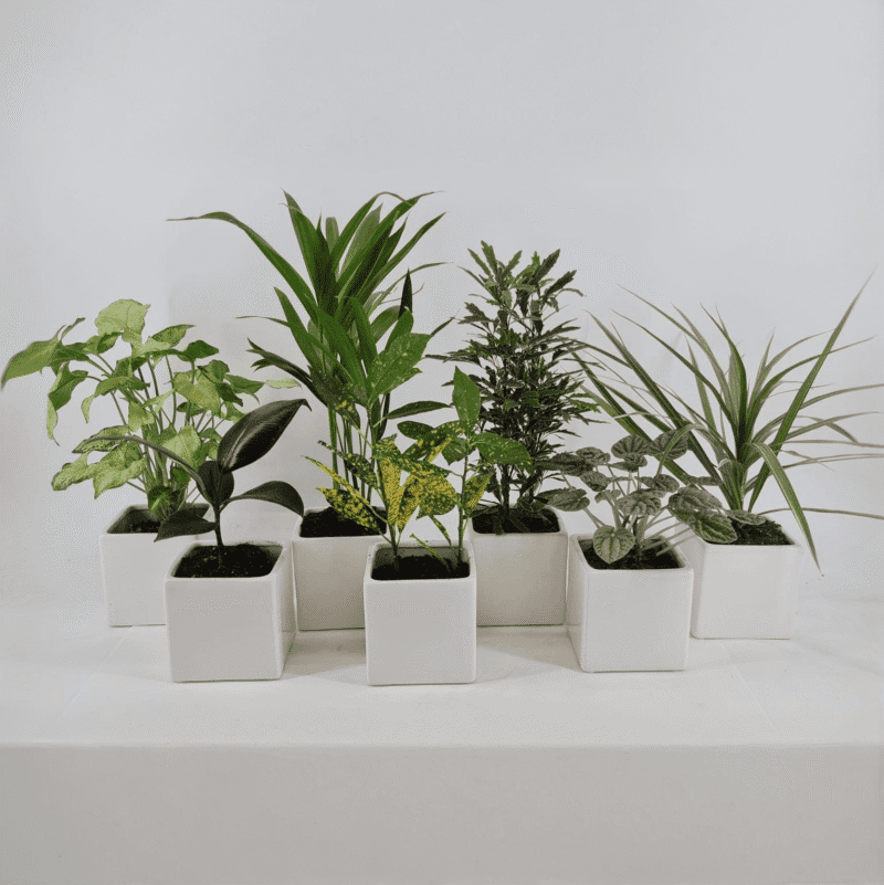 Green Galore Seven‑Pack – 4″ Mixed Plant Bundle Fun