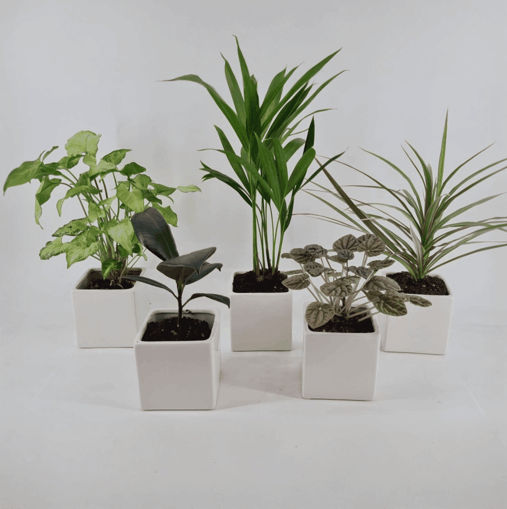Five‑Leaf Fiesta – 4″ Mixed Plant Bundle Madness