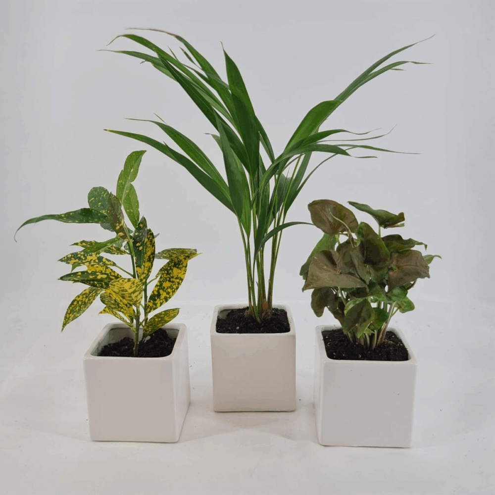 Mini Jungle Trio – 4″ Mixed Plant Bundle Fun