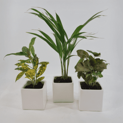 WhatsApp Image 2025 10 19 at 13.10.42 09563514