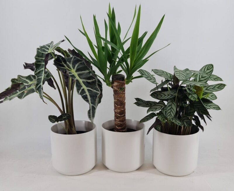 6‑Inch Trio Green Galore – Three Live Beauties