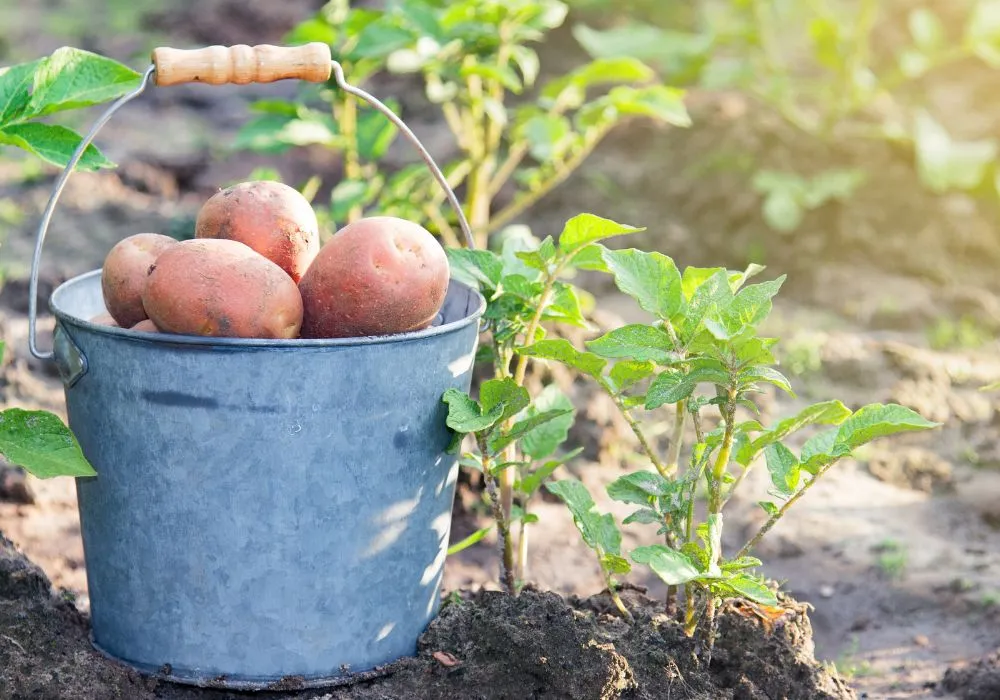 When to put seed potatoes in the ground BC