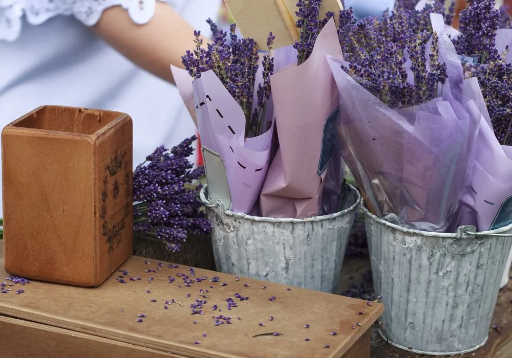 Where is the best place to buy lavender plants