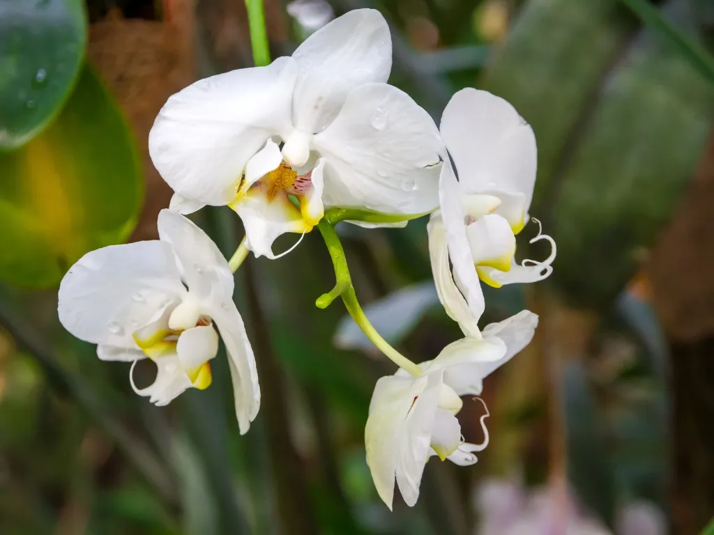 White Orchid (Phalaenopsis amabilis)