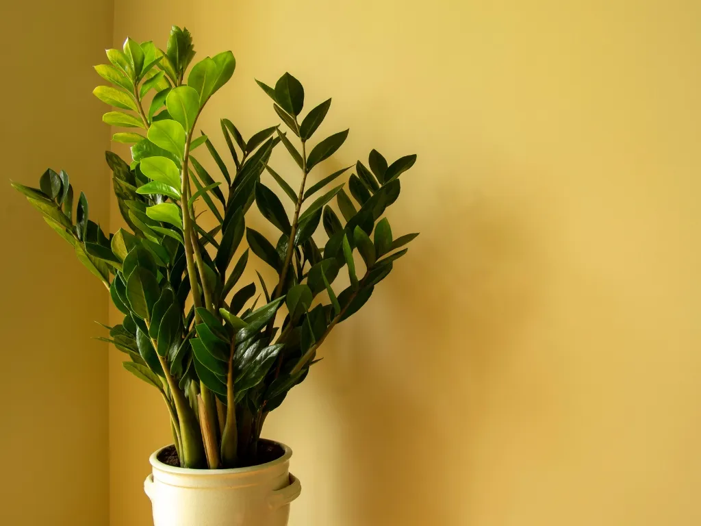 ZZ Plant (Zamioculcas zamiifolia)