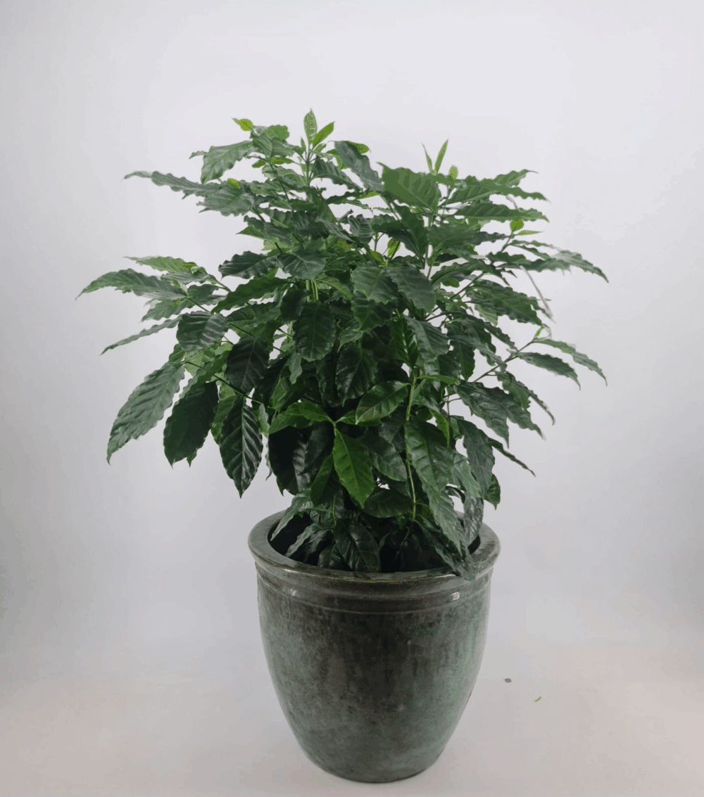 Coffee Plant Chuckles