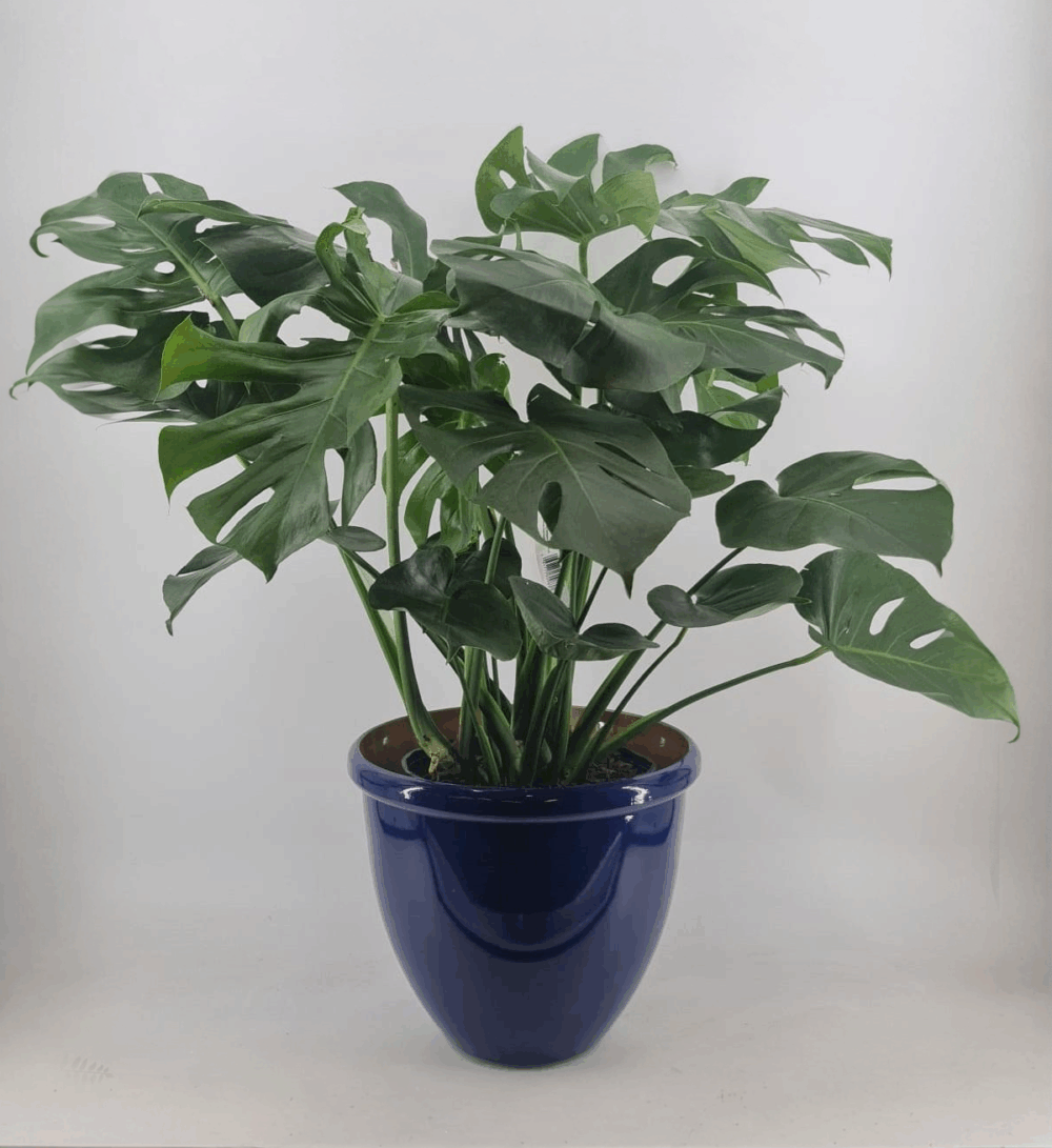 Monstera Marvel — Leafy Mischief