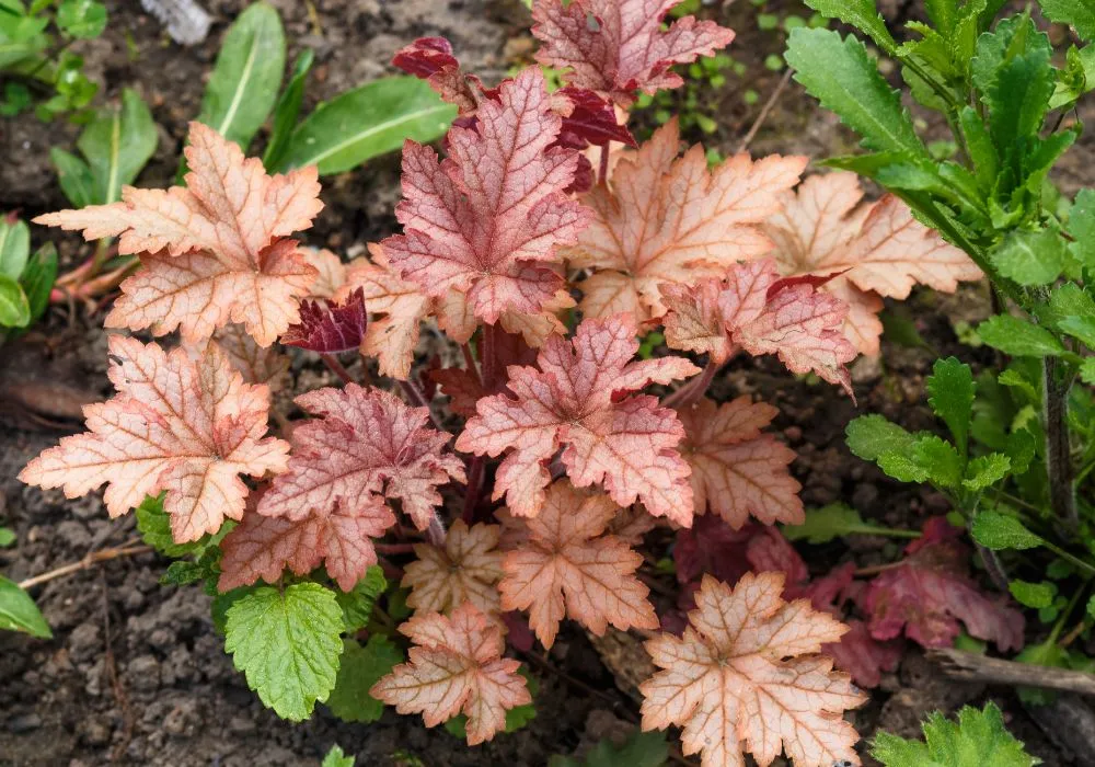 Best ground cover plants for gardens