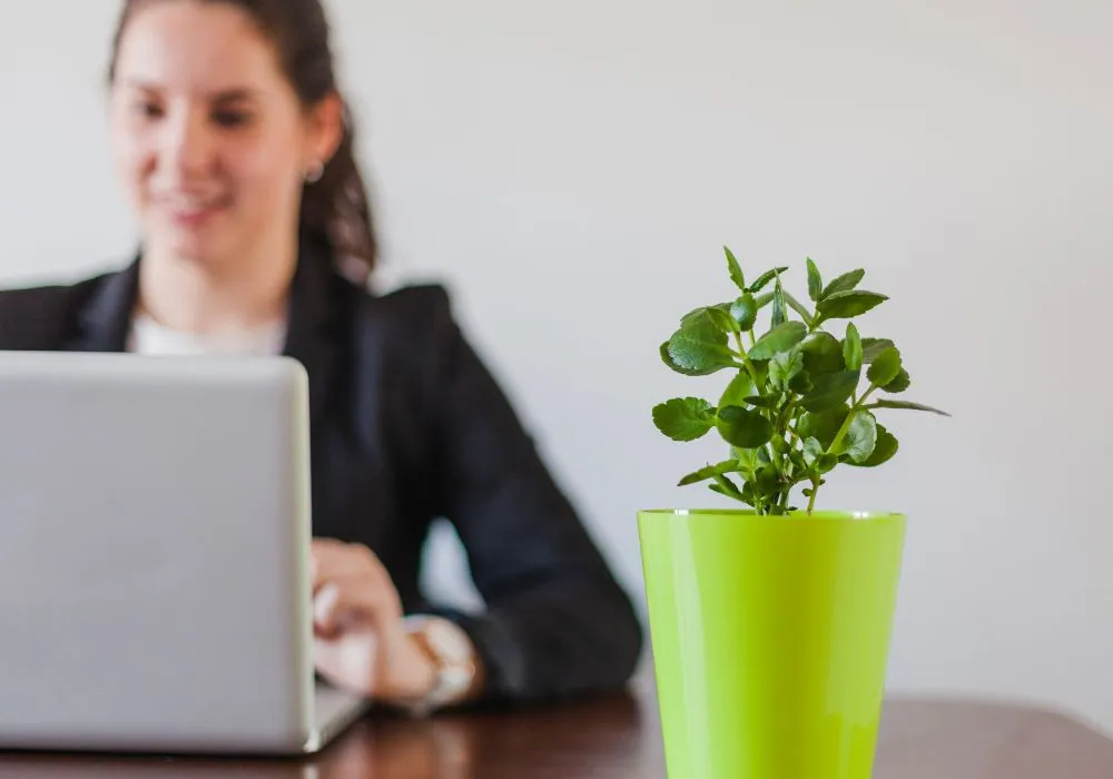 Best plants for office
