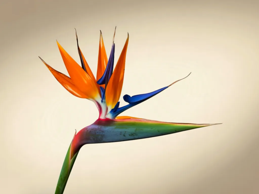 Bird of Paradise (Strelitzia nicolai)