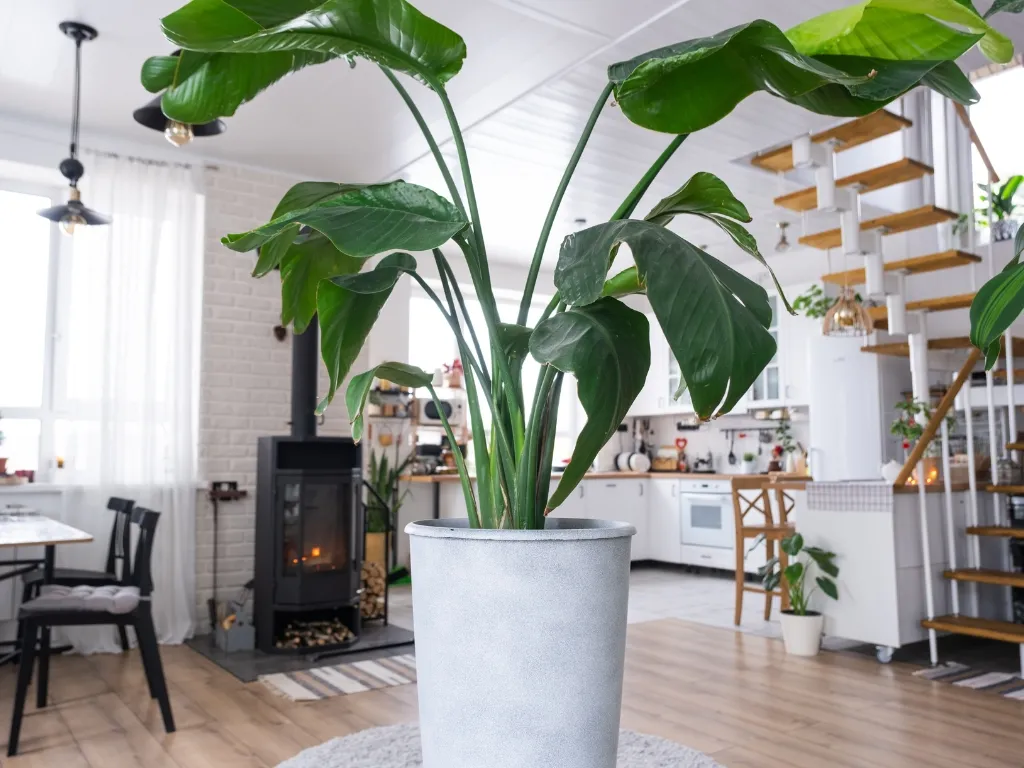 Bird of Paradise (Strelitzia nicolai)